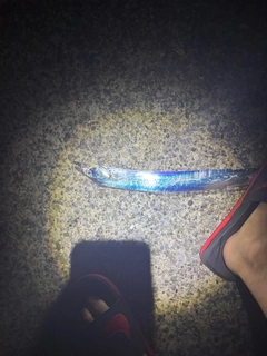 タチウオの釣果