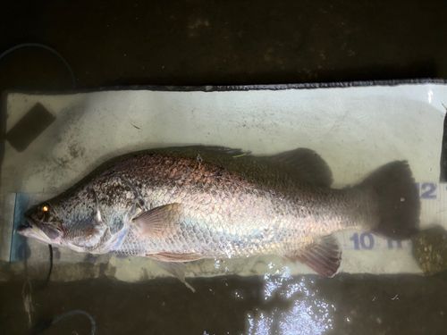 アカメの釣果
