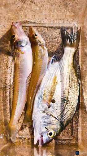 シロギスの釣果