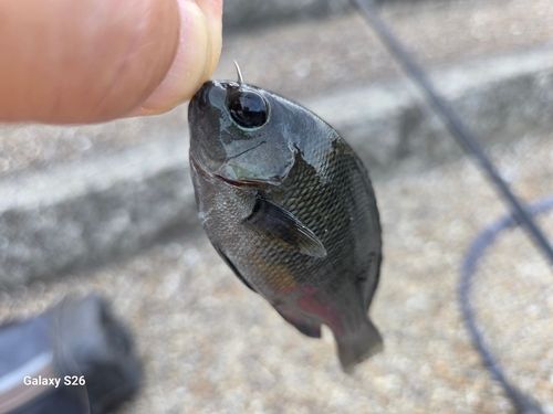 グレの釣果