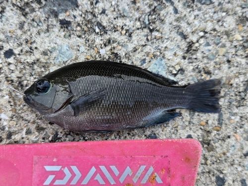グレの釣果