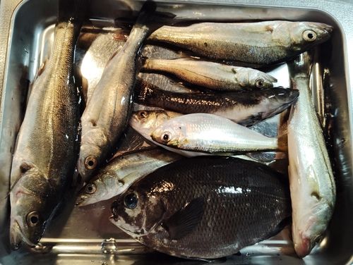 グレの釣果