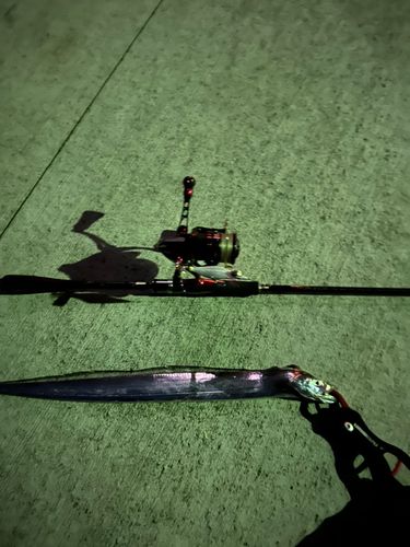 タチウオの釣果