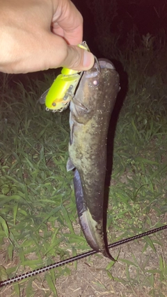 ナマズの釣果