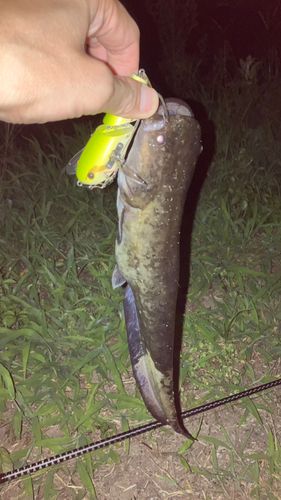 ナマズの釣果
