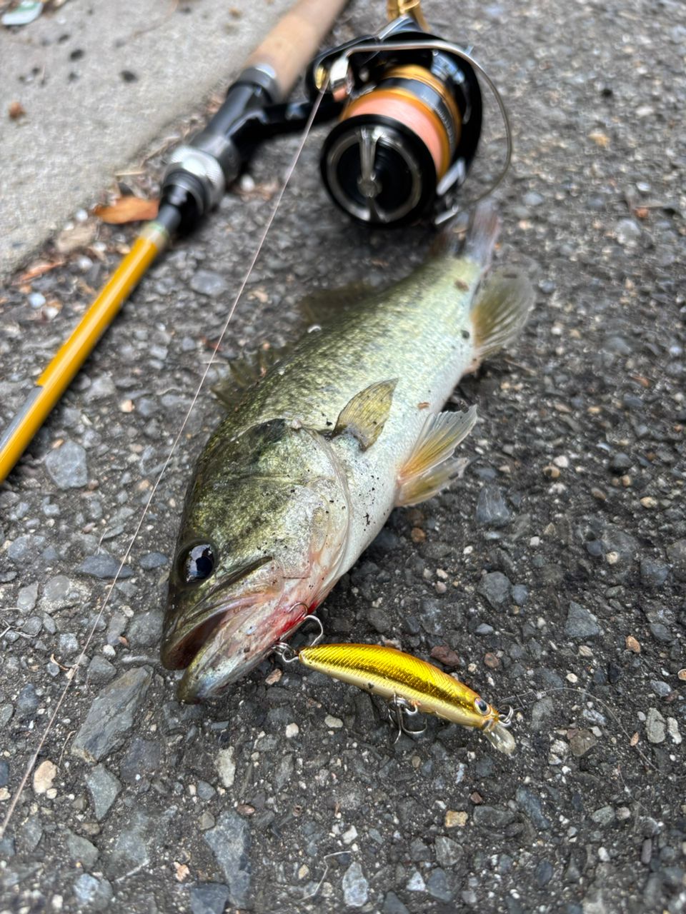 AbuGarcia ズームサファリ ZMSS-605Lの最安値・インプレ・釣果 | 本音