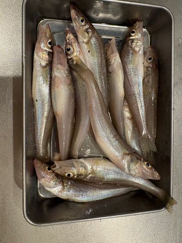 キスの釣果