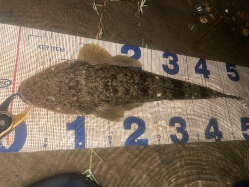 マゴチの釣果