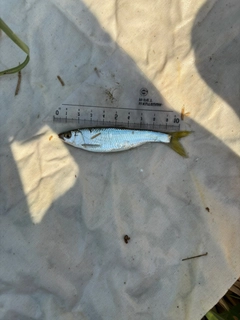 オイカワの釣果