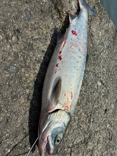 アキアジの釣果