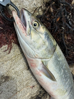 アキアジの釣果