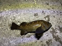 エゾメバルの釣果