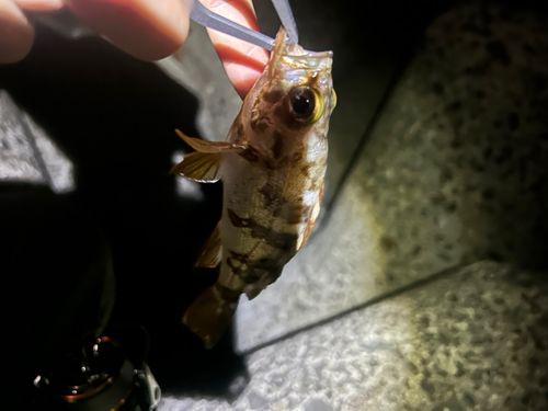 メバルの釣果