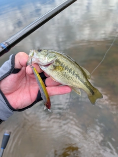 ラージマウスバスの釣果