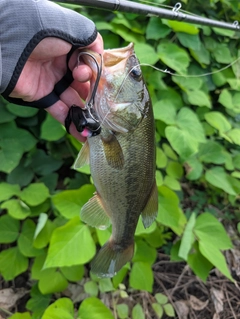 ラージマウスバスの釣果