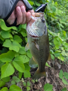 ラージマウスバスの釣果