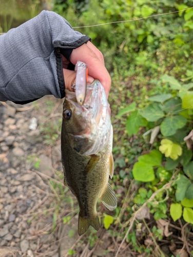 ラージマウスバスの釣果