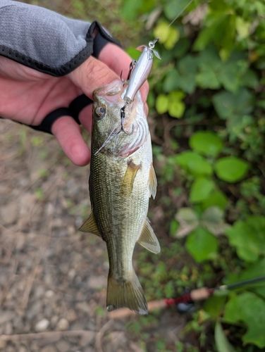 ラージマウスバスの釣果
