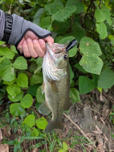 ラージマウスバスの釣果