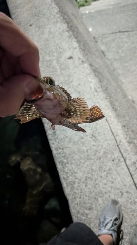 カサゴの釣果