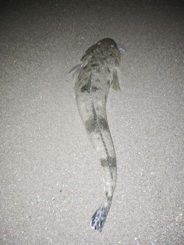 マゴチの釣果