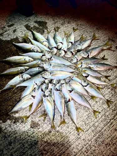 アジの釣果