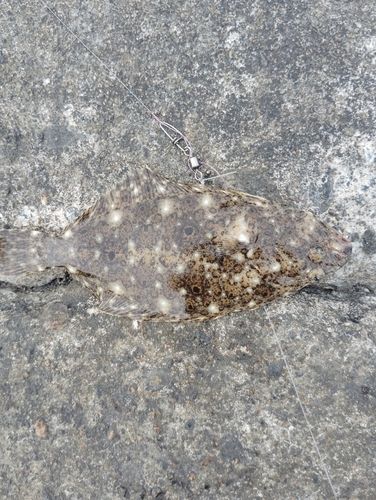 ヒラメの釣果