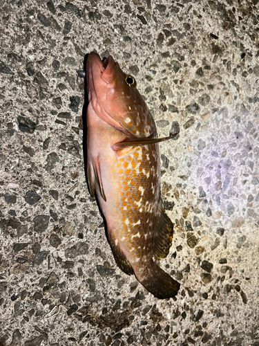 アコウの釣果
