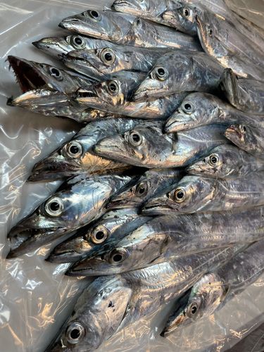 タチウオの釣果