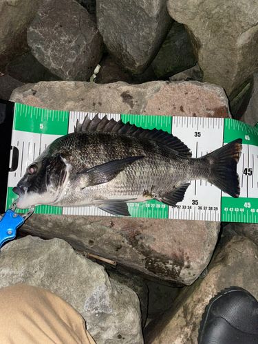チヌの釣果