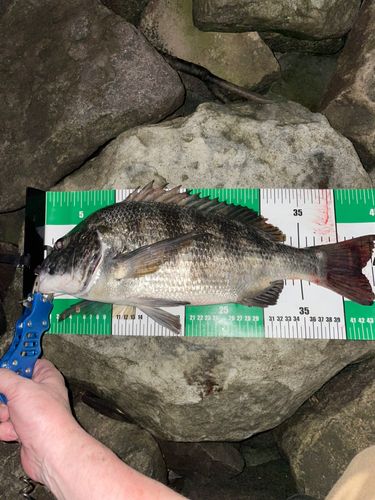 チヌの釣果