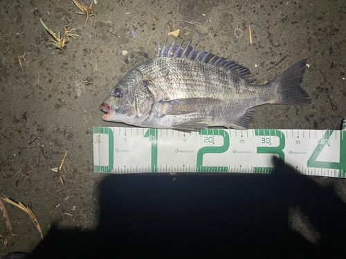 チヌの釣果