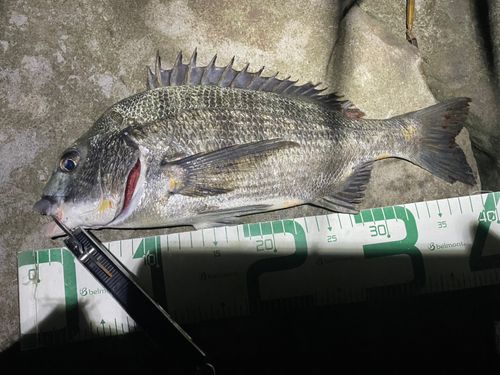 チヌの釣果