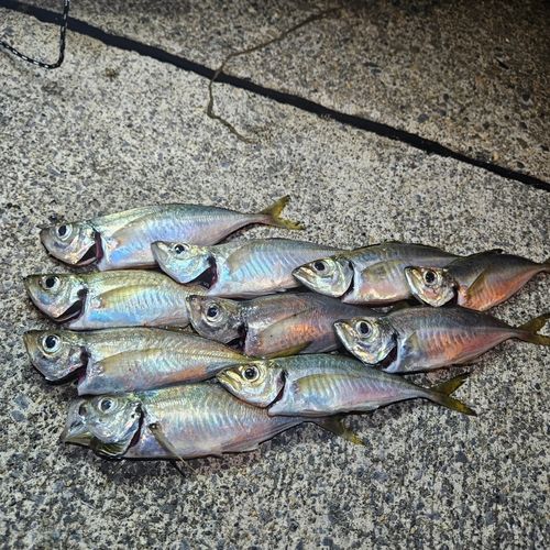アジの釣果