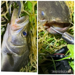 ナマズの釣果