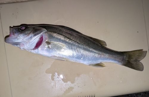 セイゴ（マルスズキ）の釣果