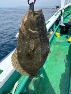 ヒラメの釣果