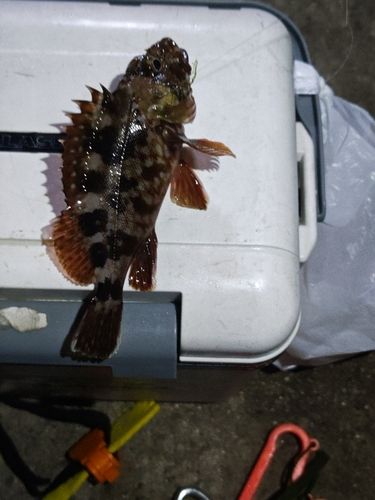カサゴの釣果