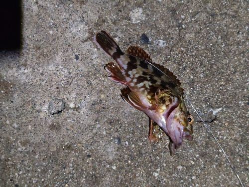 カサゴの釣果