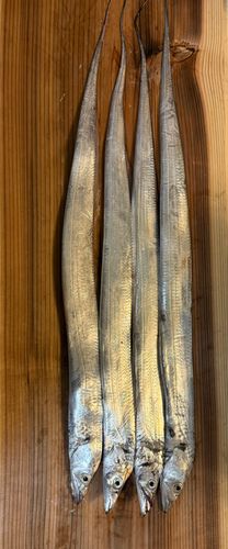 タチウオの釣果