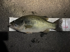 ラージマウスバスの釣果