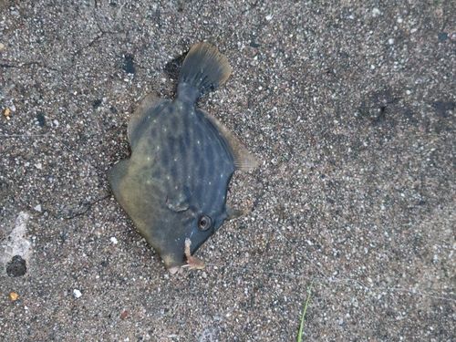 カワハギの釣果