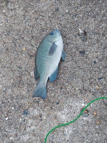 グレの釣果