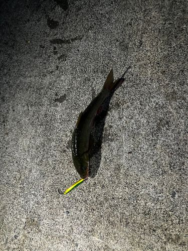 ウグイの釣果