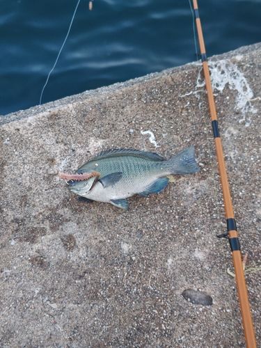 グレの釣果