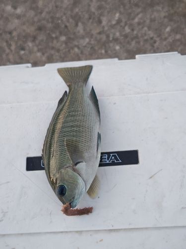 グレの釣果