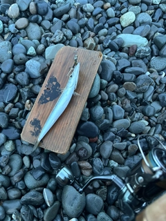 カマスの釣果