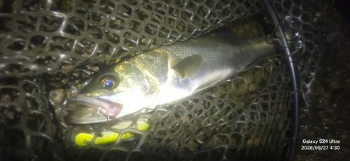 シーバスの釣果
