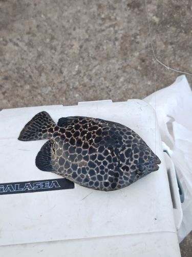 イシガキダイの釣果