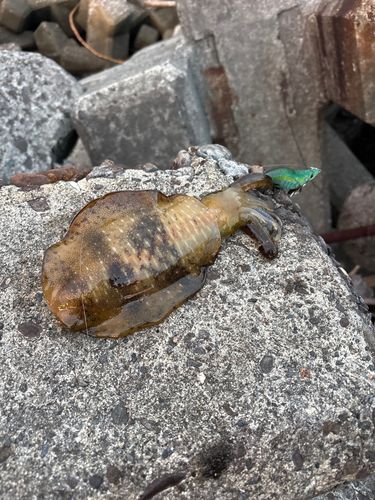 アオリイカの釣果